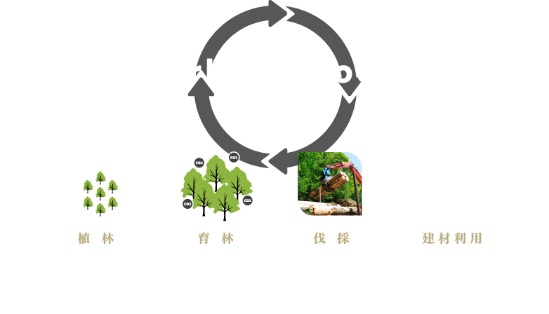 Carbon  Stock Cycle 植 林→育 林→伐 採→建材利用