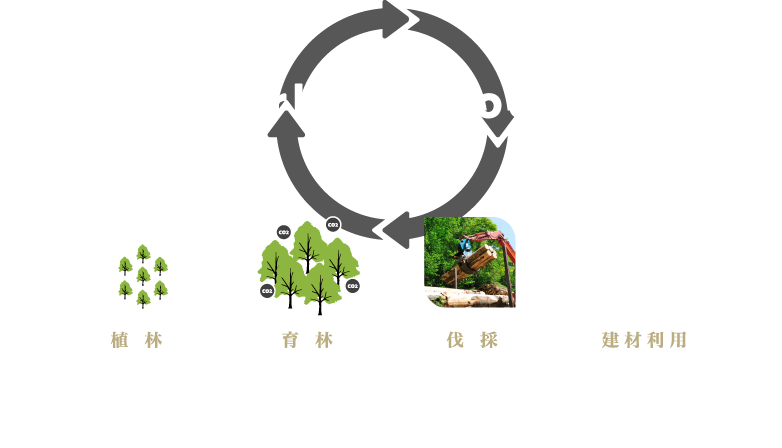 Carbon Stock Cycle 植 林→育 林→伐 採→建材利用